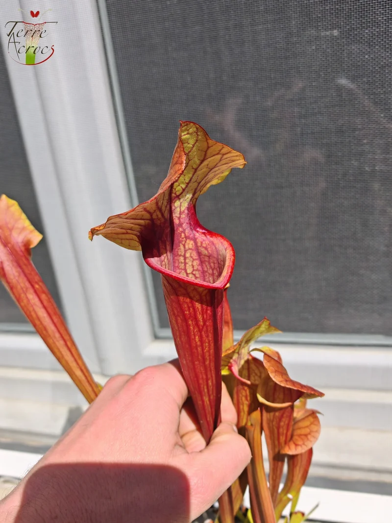 SX22d Sarracenia x (S. flava var. ornata x S. x mitchelliana)(clone d)