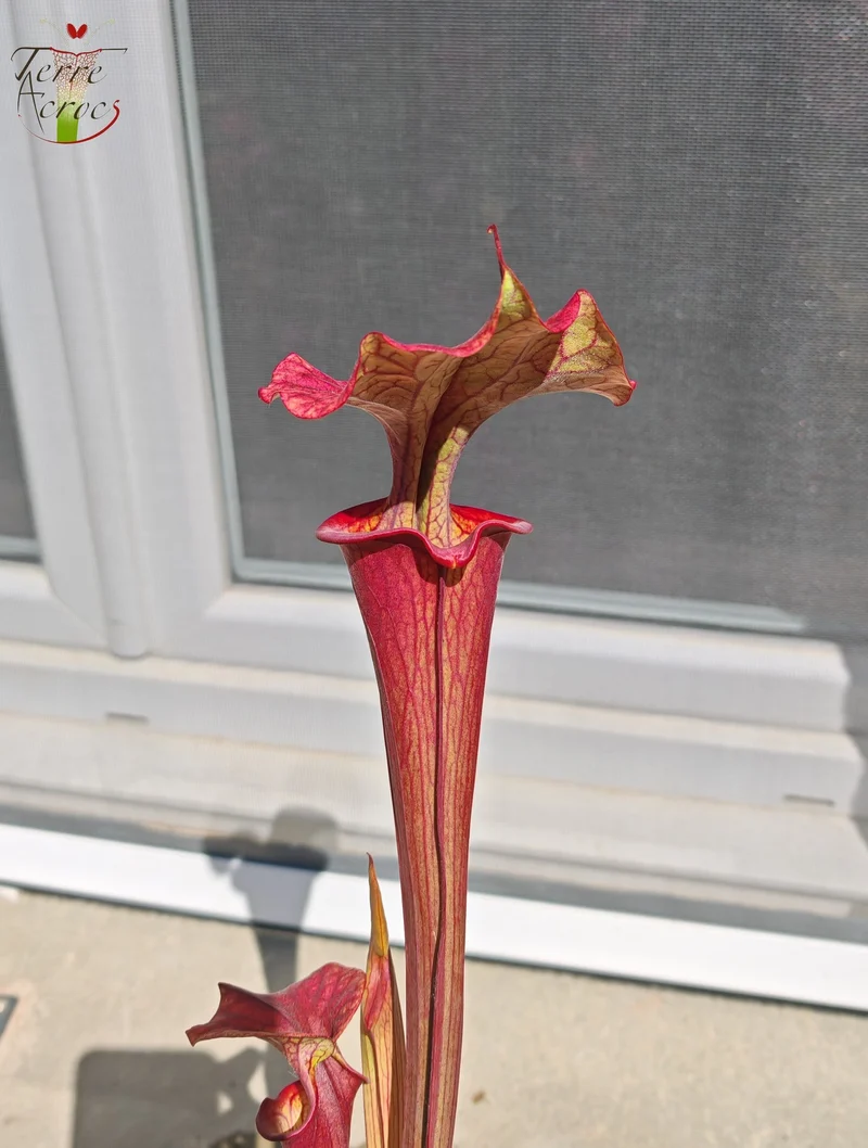 SXP14 Sarracenia x ("Plum" x S. flava var. atropurpurea)
