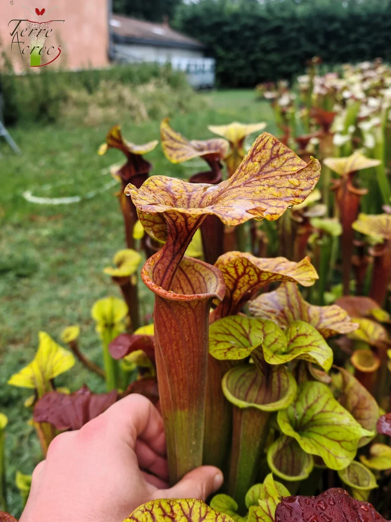SFA10 : Sarracenia flava var. atropurpurea – Heavily Veined inner lid and deep coloured throat markings, turning all read (F198, MK)