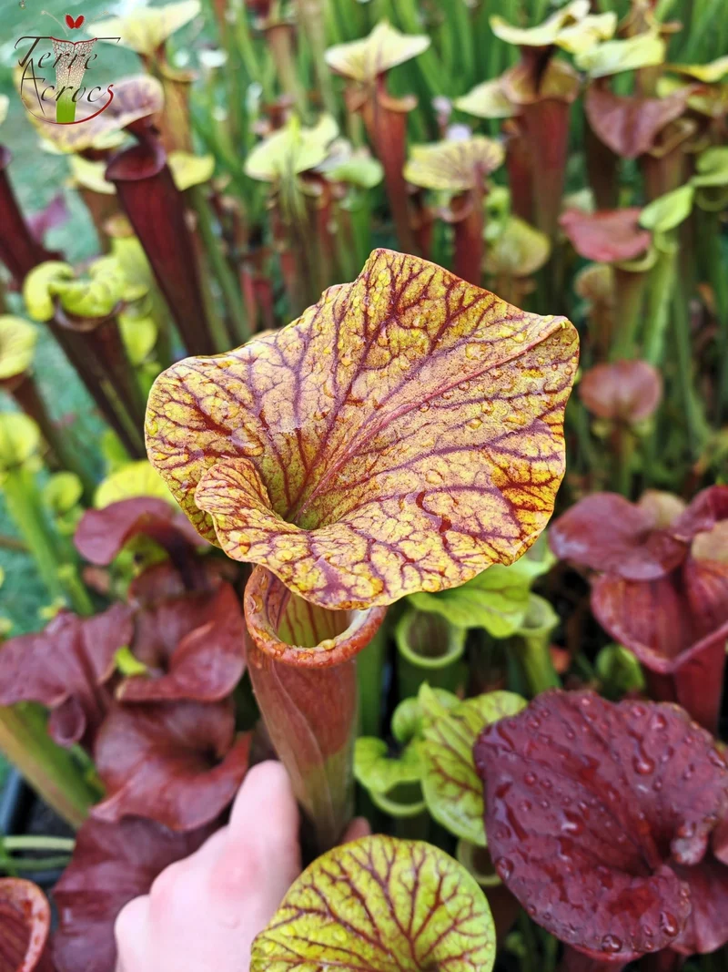 SFA10 : Sarracenia flava var. atropurpurea – Heavily Veined inner lid and deep coloured throat markings, turning all read (F198, MK)