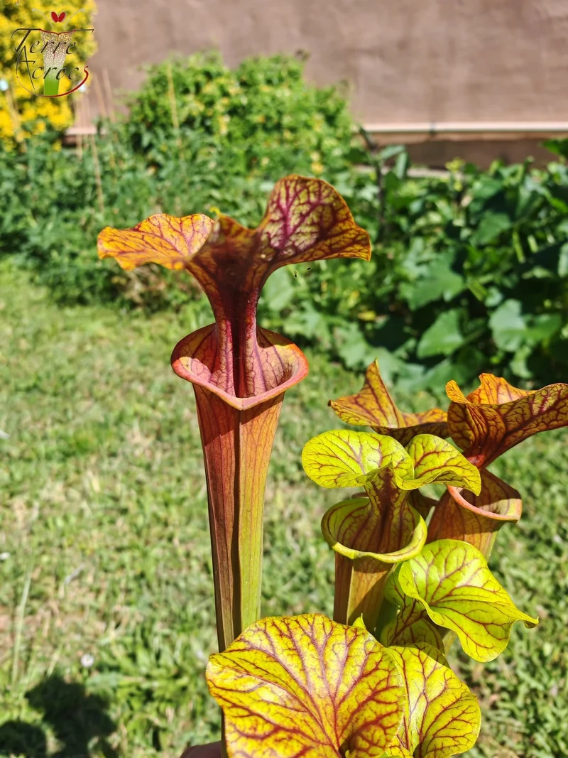 SFA10 : Sarracenia flava var. atropurpurea – Heavily Veined inner lid and deep coloured throat markings, turning all read (F198, MK)