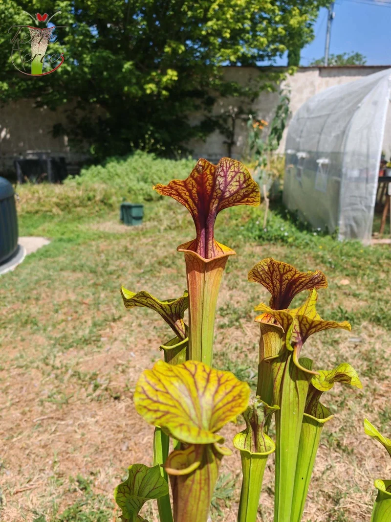 SFA10 : Sarracenia flava var. atropurpurea – Heavily Veined inner lid and deep coloured throat markings, turning all read (F198, MK)