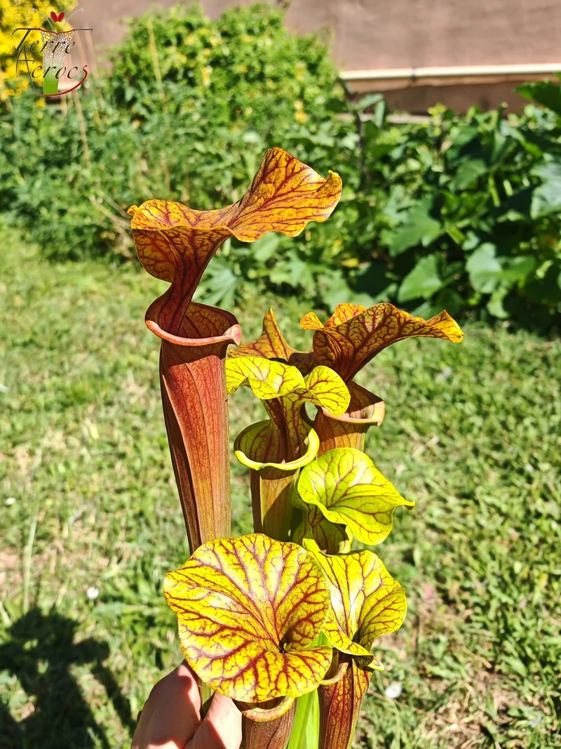 SFA10 : Sarracenia flava var. atropurpurea – Heavily Veined inner lid and deep coloured throat markings, turning all read (F198, MK)