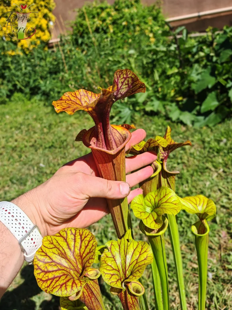 SFA10 : Sarracenia flava var. atropurpurea – Heavily Veined inner lid and deep coloured throat markings, turning all read (F198, MK)