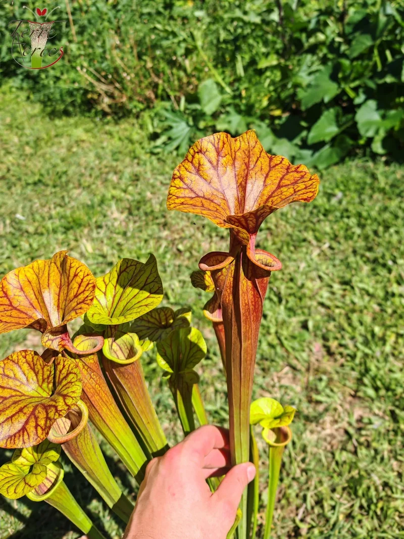 SFA10 : Sarracenia flava var. atropurpurea – Heavily Veined inner lid and deep coloured throat markings, turning all read (F198, MK)