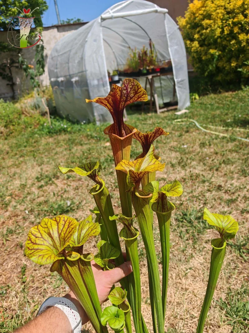 SFA10 : Sarracenia flava var. atropurpurea – Heavily Veined inner lid and deep coloured throat markings, turning all read (F198, MK)