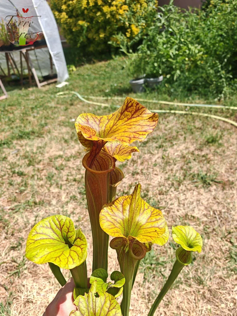 SFA10 : Sarracenia flava var. atropurpurea – Heavily Veined inner lid and deep coloured throat markings, turning all read (F198, MK)