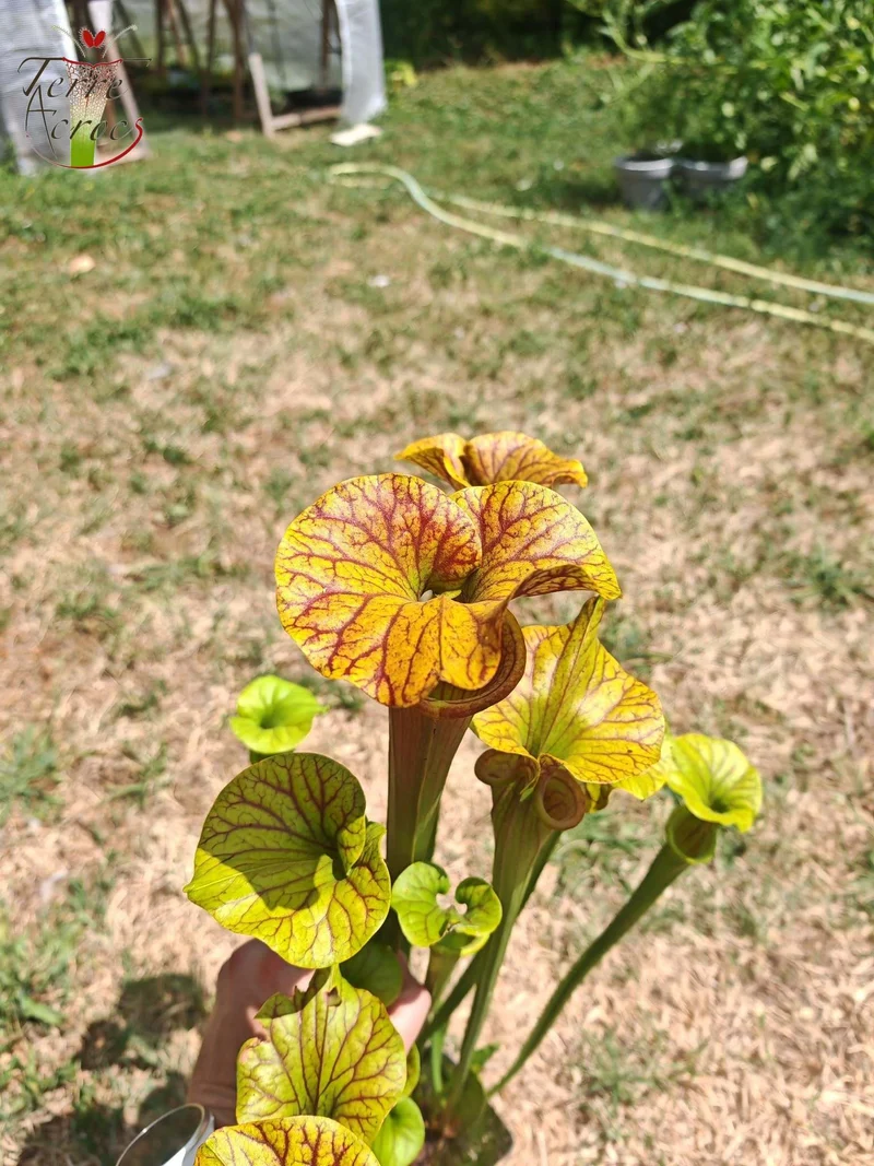 SFA10 : Sarracenia flava var. atropurpurea – Heavily Veined inner lid and deep coloured throat markings, turning all read (F198, MK)