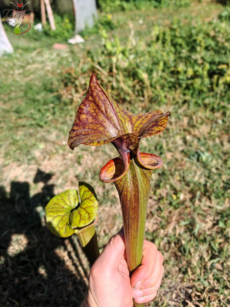 SFA10 : Sarracenia flava var. atropurpurea – Heavily Veined inner lid and deep coloured throat markings, turning all read (F198, MK)