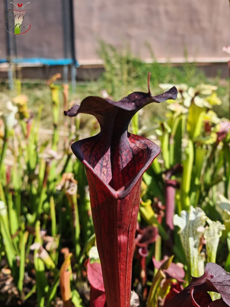 LB09 Sarracenia hybride unique