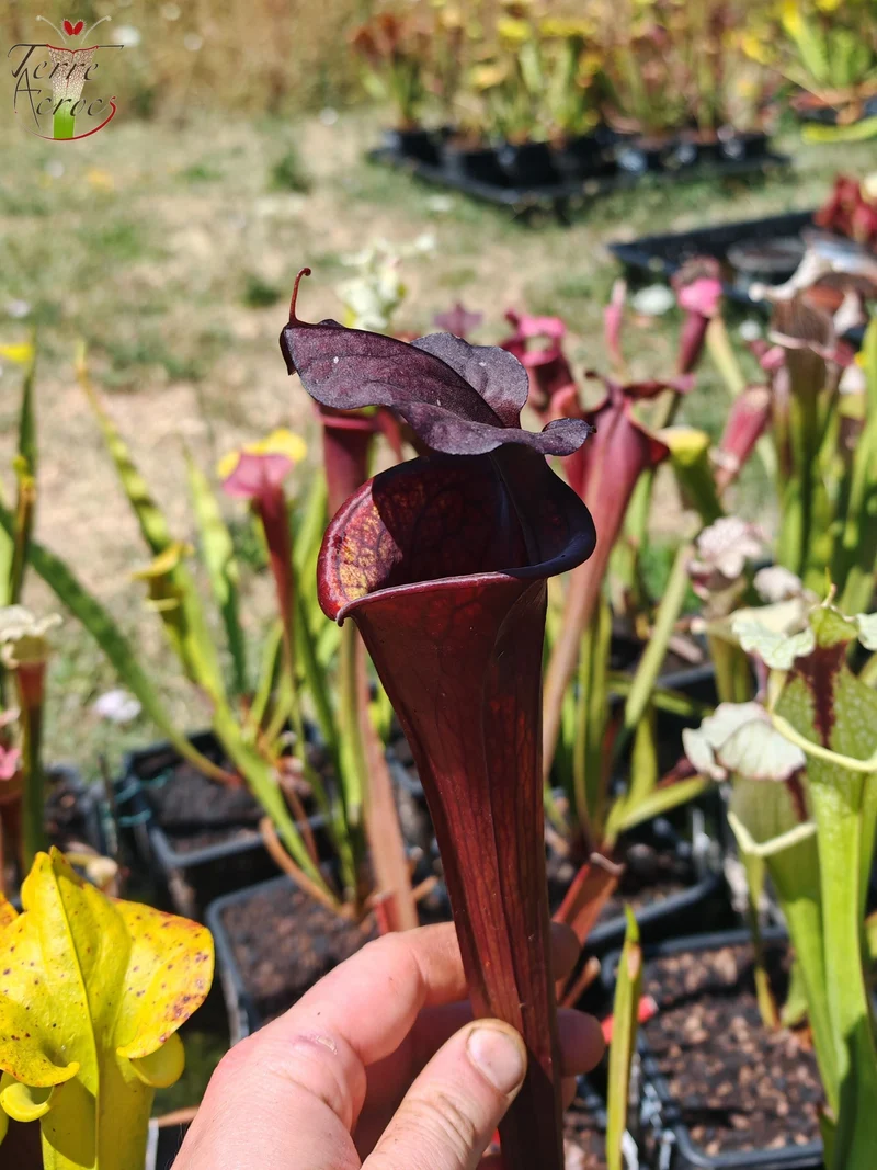 LB09 Sarracenia hybride unique