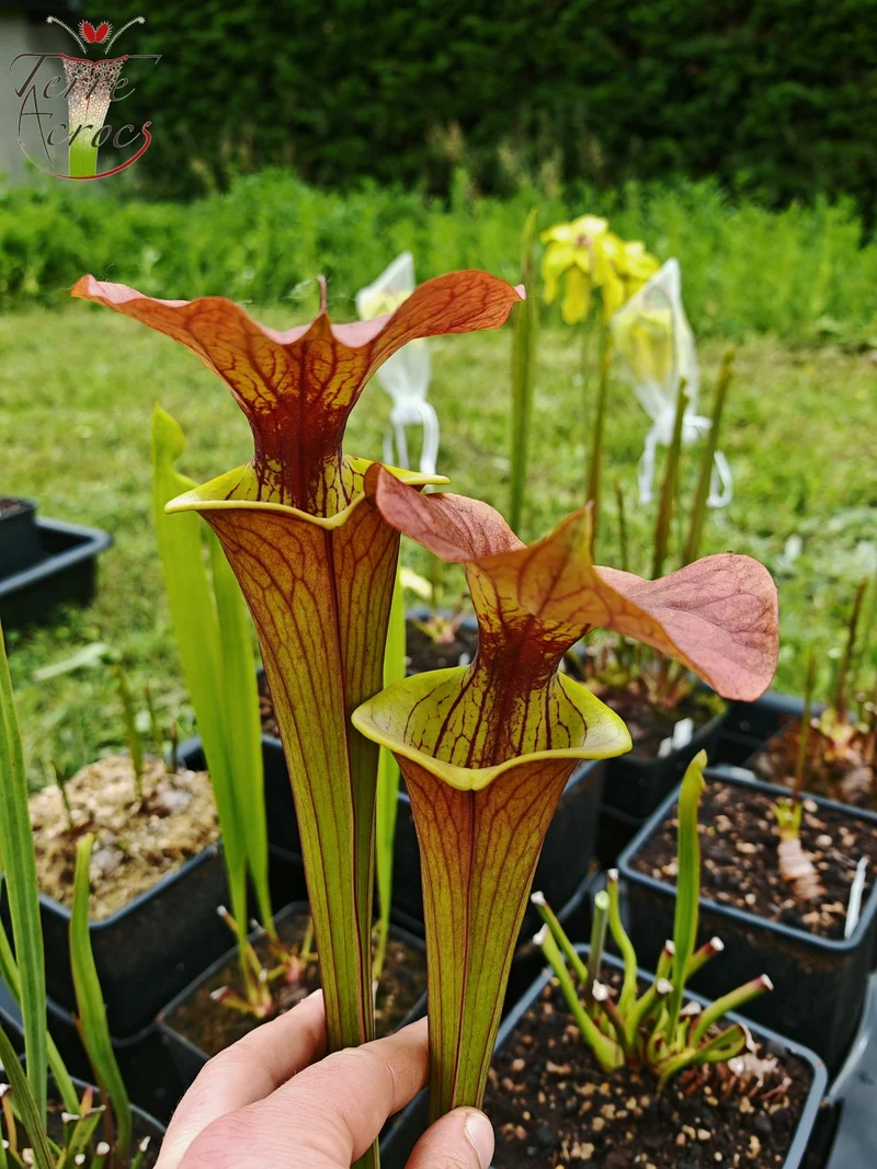 SFX02 Sarracenia x (rugelii -- giant robust clone(F18, MK) x atropurpurea -- “Kimber Red Ruffles” (F195, MK))
