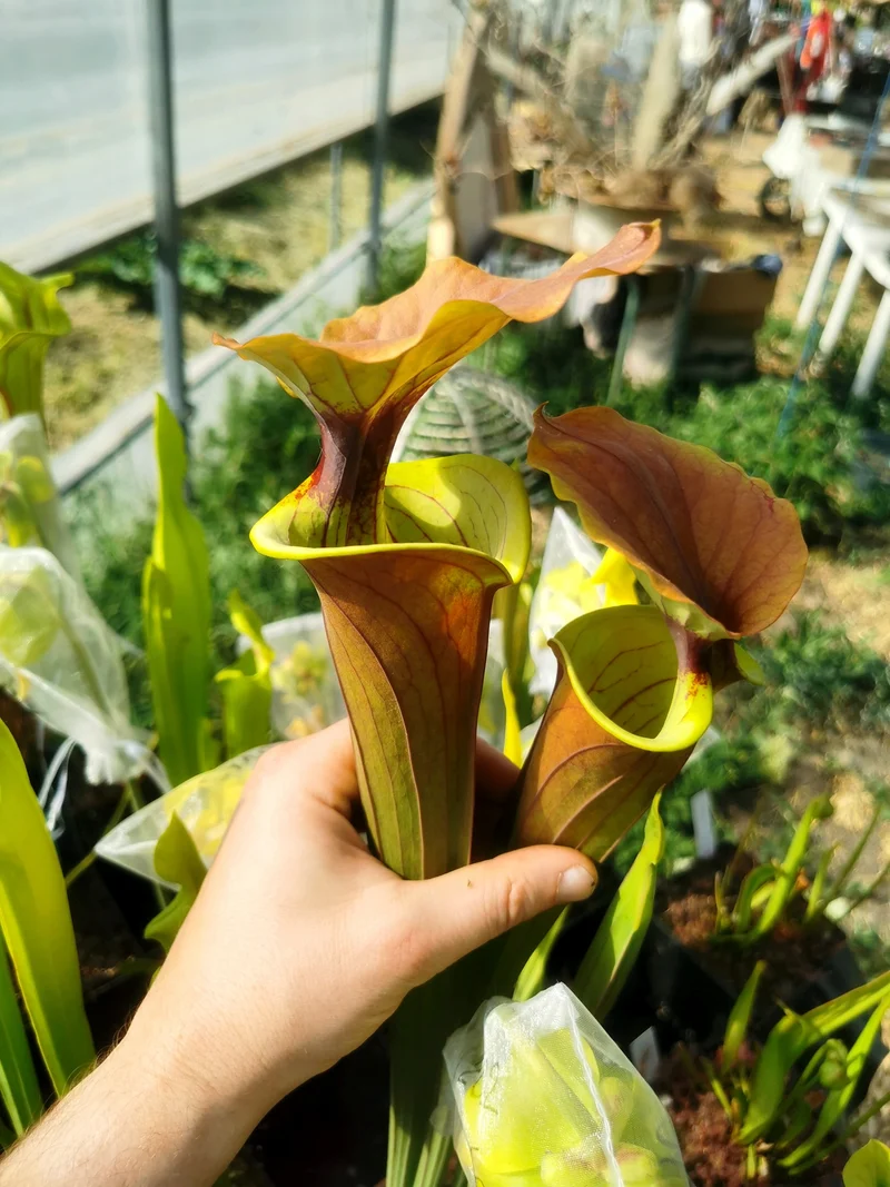 SFX02 Sarracenia x (rugelii -- giant robust clone(F18, MK) x atropurpurea -- “Kimber Red Ruffles” (F195, MK))