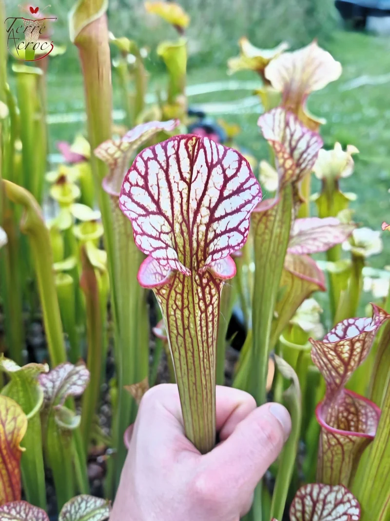 LBOB06 Sarracenia hybride unique