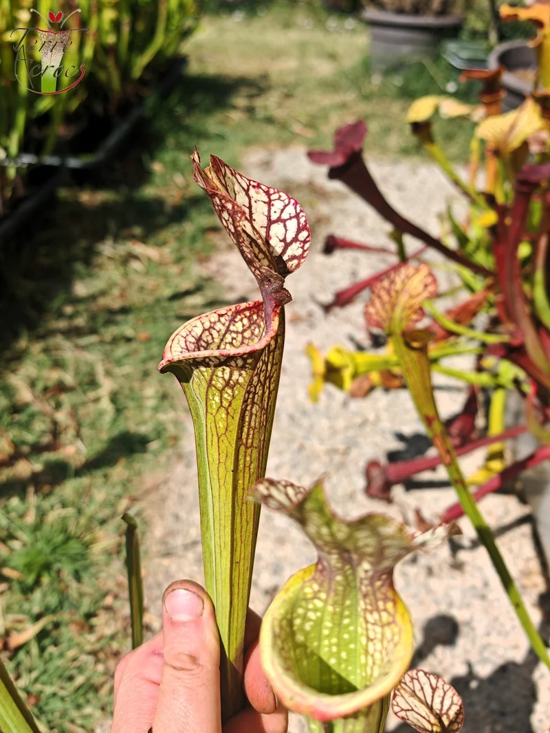 LBOB06 Sarracenia hybride unique