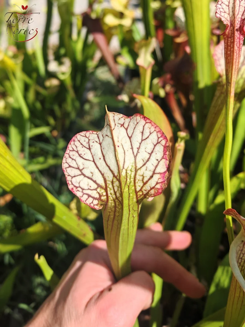 LBOB04 Sarracenia hybride unique