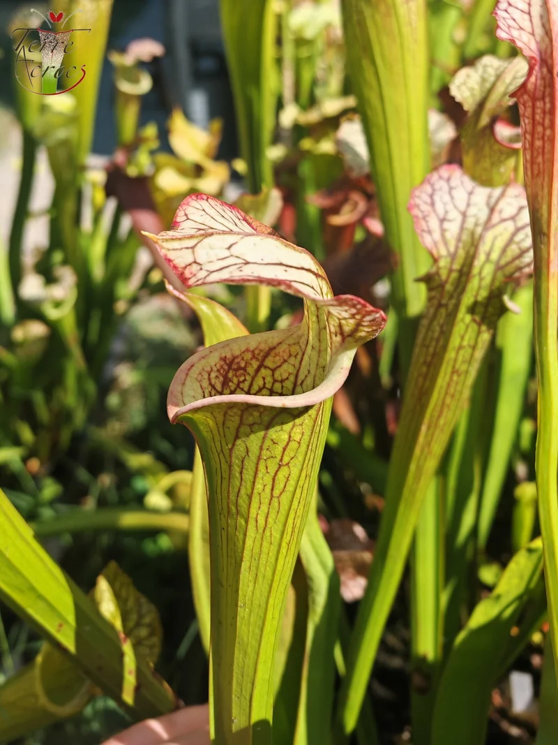 LBOB04 Sarracenia hybride unique