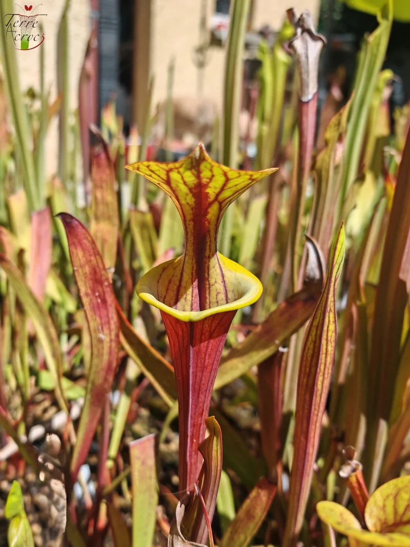SFX08-1 Sarracenia x (S. flava ornata -- “Black Veins” (Original) x S. flava var. atropurpurea -- ‘Waccamaw’)(Peatypicthers seedgrown)