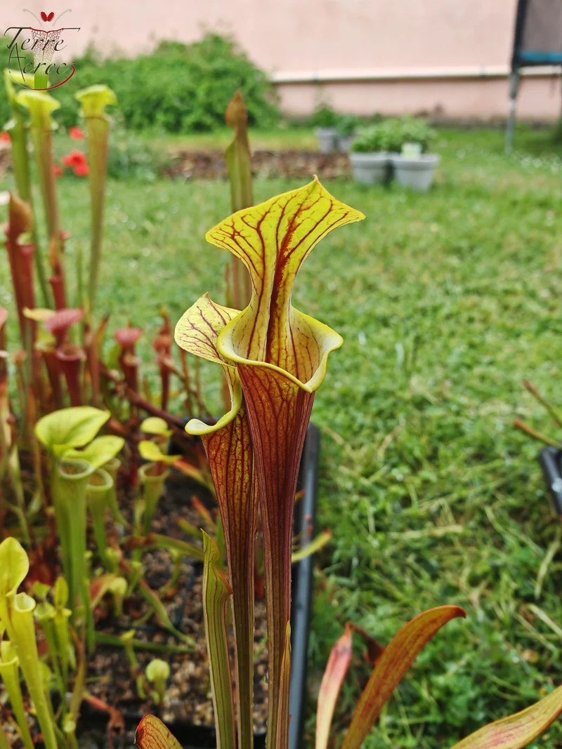 SFX08-1 Sarracenia x (S. flava ornata -- “Black Veins” (Original) x S. flava var. atropurpurea -- ‘Waccamaw’)(Peatypicthers seedgrown)