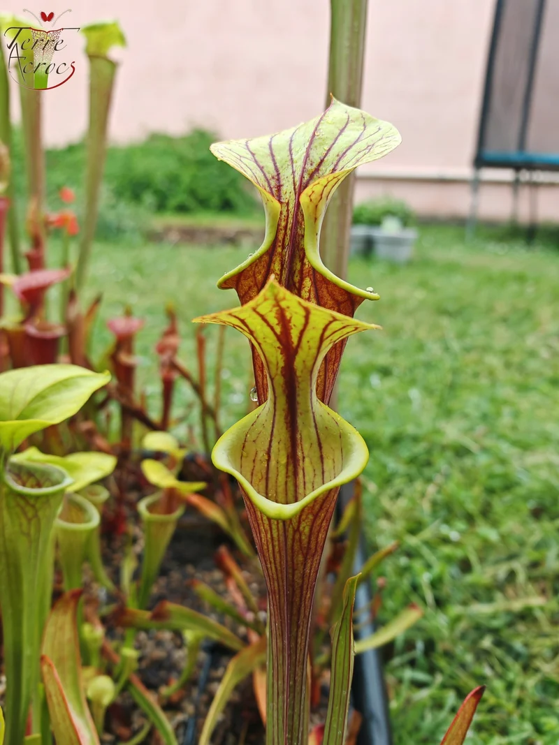SFX08-1 Sarracenia x (S. flava ornata -- “Black Veins” (Original) x S. flava var. atropurpurea -- ‘Waccamaw’)(Peatypicthers seedgrown)