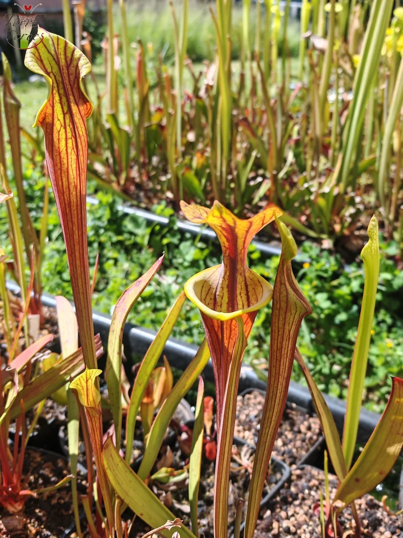SFX08-1 Sarracenia x (S. flava ornata -- “Black Veins” (Original) x S. flava var. atropurpurea -- ‘Waccamaw’)(Peatypicthers seedgrown)