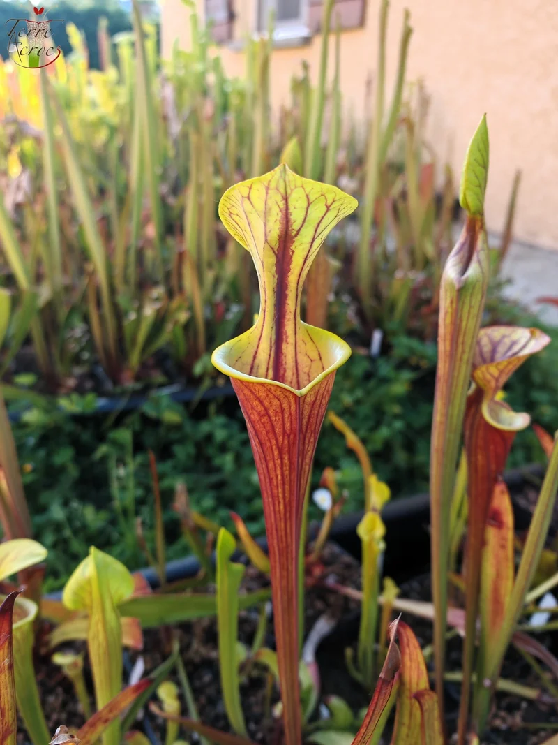 SFX08-1 Sarracenia x (S. flava ornata -- “Black Veins” (Original) x S. flava var. atropurpurea -- ‘Waccamaw’)(Peatypicthers seedgrown)