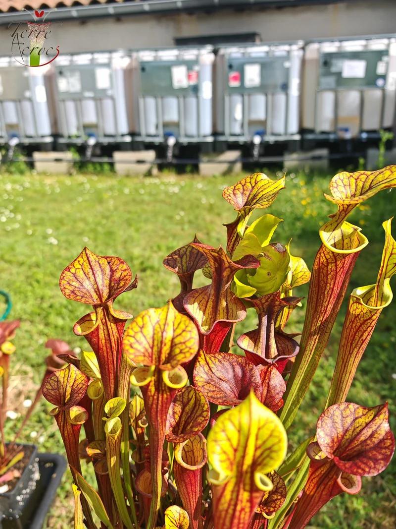 Graines Sarracenia 2025 (SFX08-01 x OP)