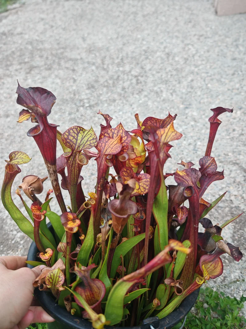 Graines Sarracenia 2025 (SFX08-01 x OP)