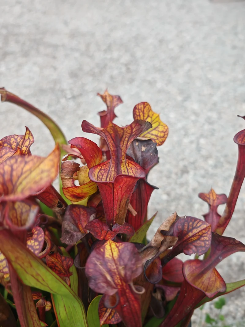 Graines Sarracenia 2025 (SFX08-01 x OP)