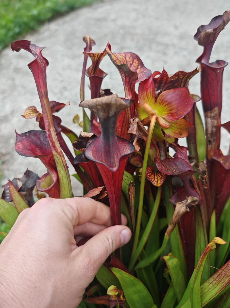 Graines Sarracenia 2025 (SFX08-01 x OP)