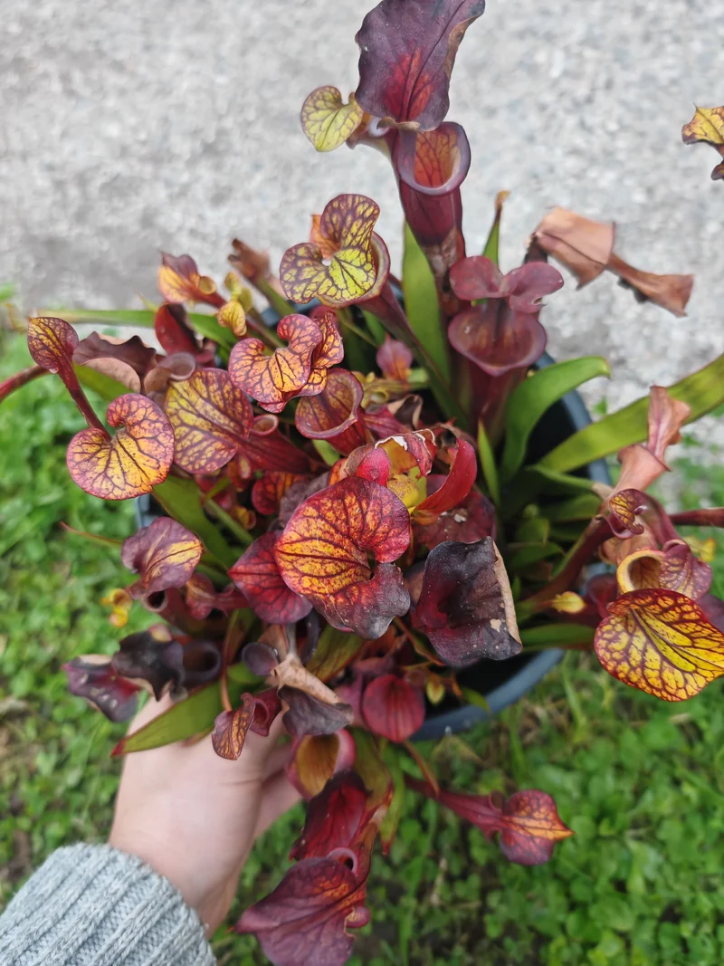 Graines Sarracenia 2025 (SFX08-01 x OP)