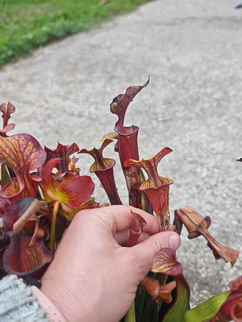 Graines Sarracenia 2025 (SFX08-01 x OP)