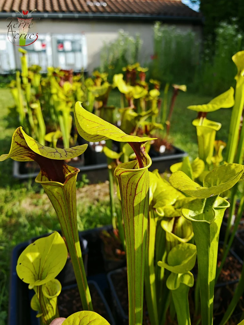 SFO05 Sarracenia flava var. ornata -- wewahitchka