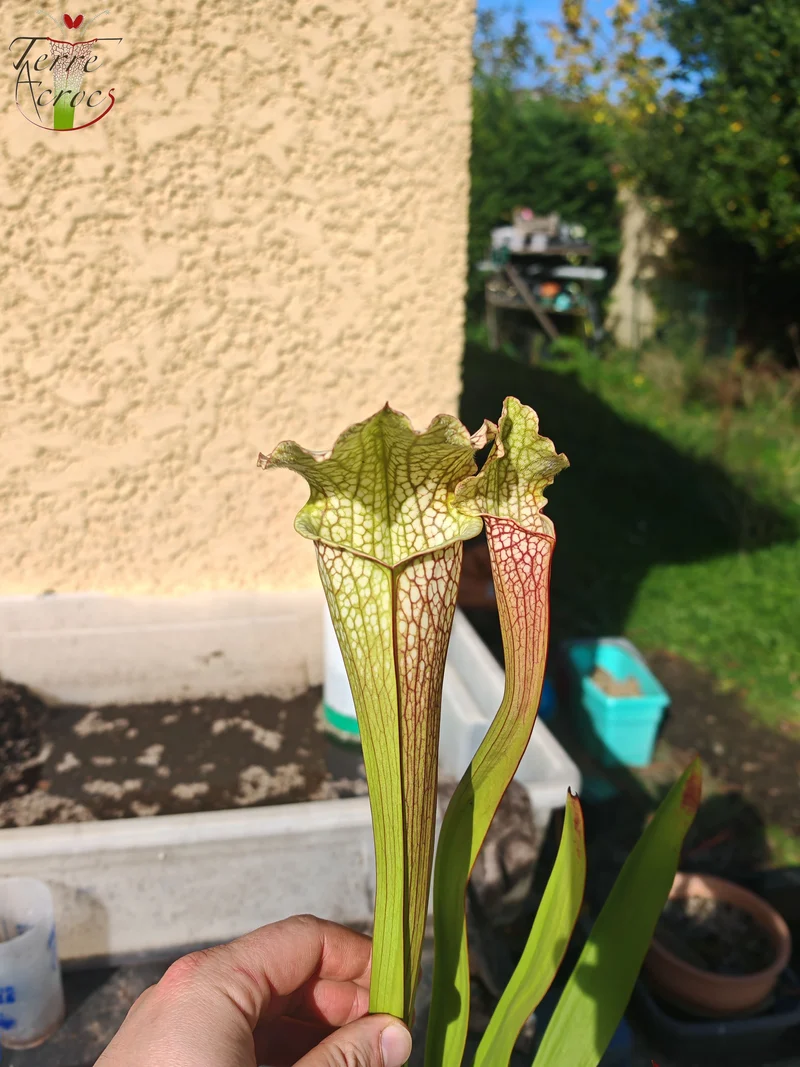 SX26c Sarracenia x (leucophylla x 'Bella') (clone C)