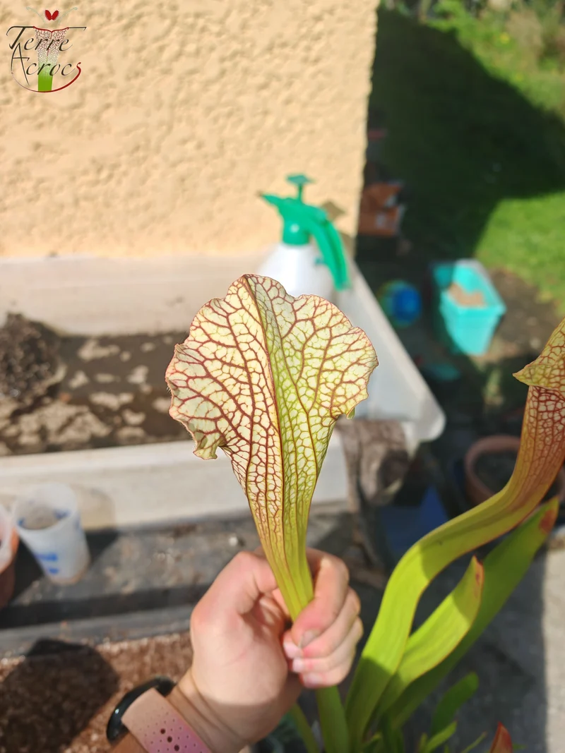 SX26c Sarracenia x (leucophylla x 'Bella') (clone C)