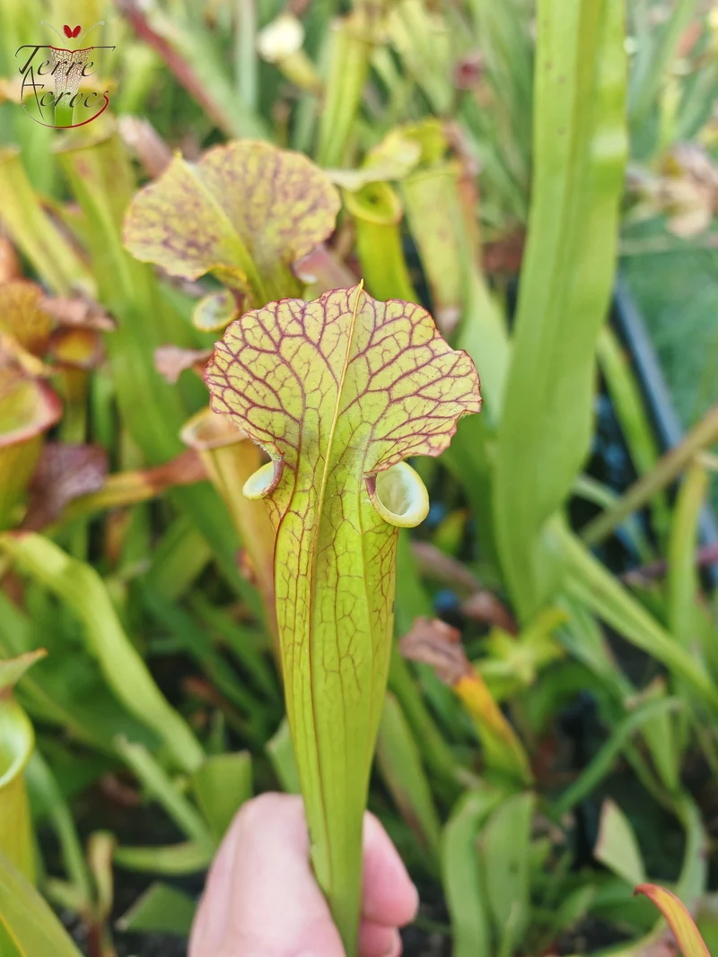 SX41I Sarracenia x (S. x moorei 'Leah Wilkerson' x S. x 'French Kiss')