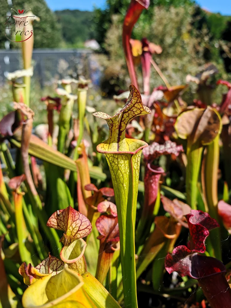 Graines Sarracenia 2025 (SX03b x OP)