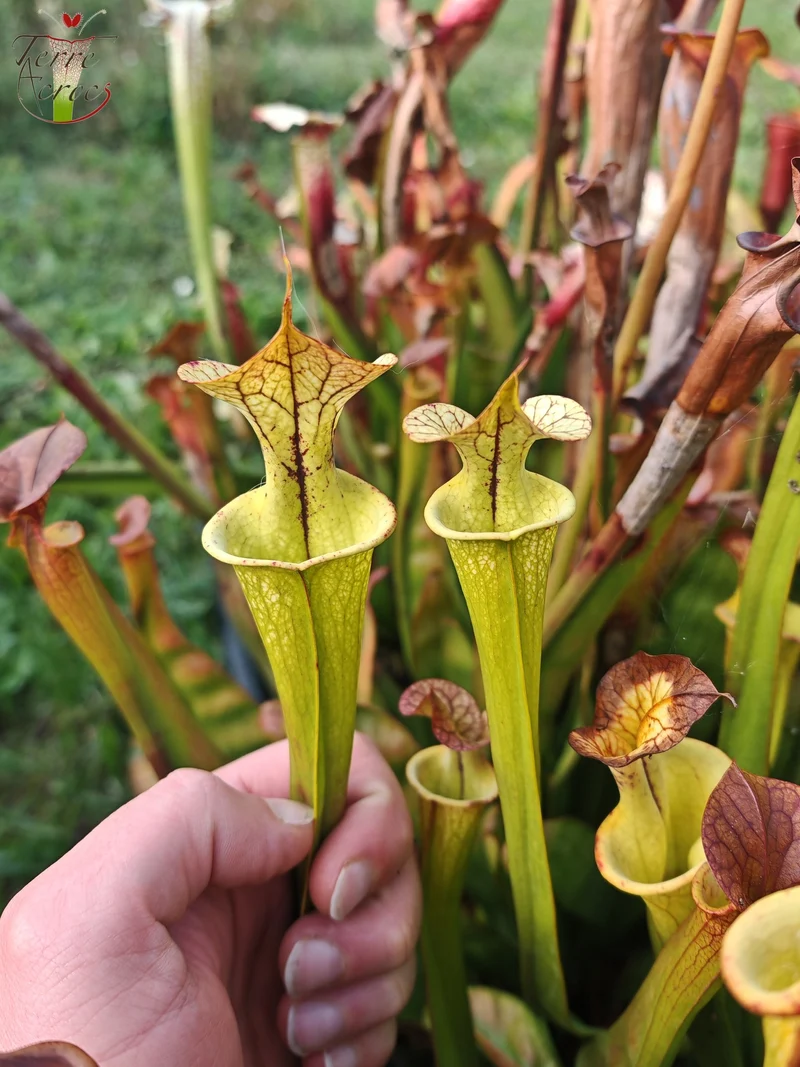 Graines Sarracenia 2025 (SX03b x OP)