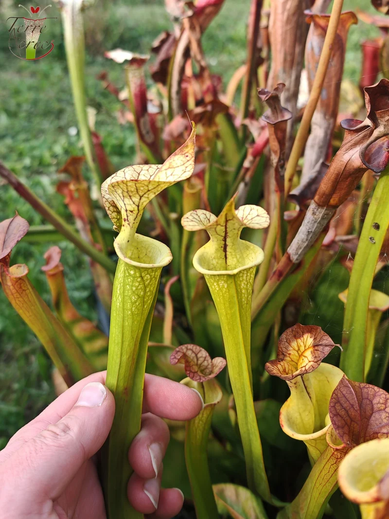 Graines Sarracenia 2025 (SX03b x OP)