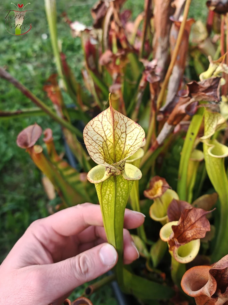 Graines Sarracenia 2025 (SX03b x OP)