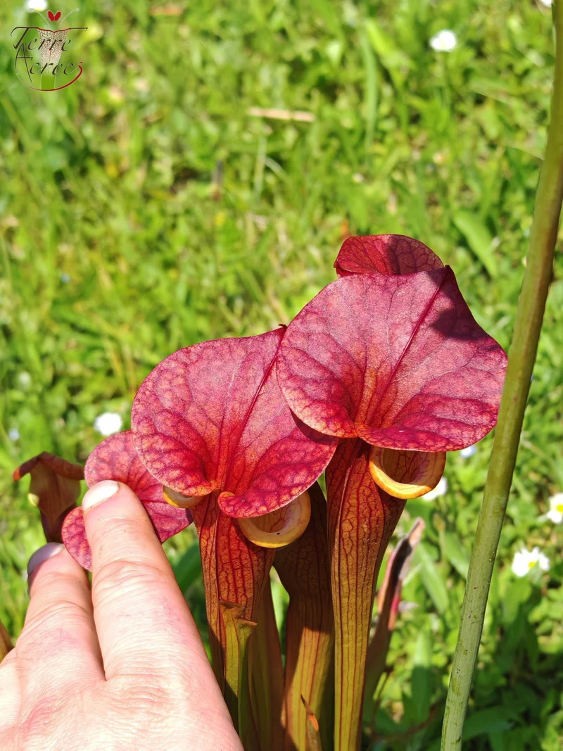 SX03a Sarracenia x (cuprea -- very large form, (F153, MK) x 'Adrian Slack')(clone a)