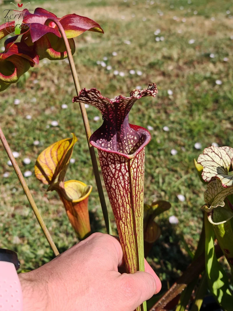 SX11 Sarracenia -- "Crimson Queen" (H138, MK)