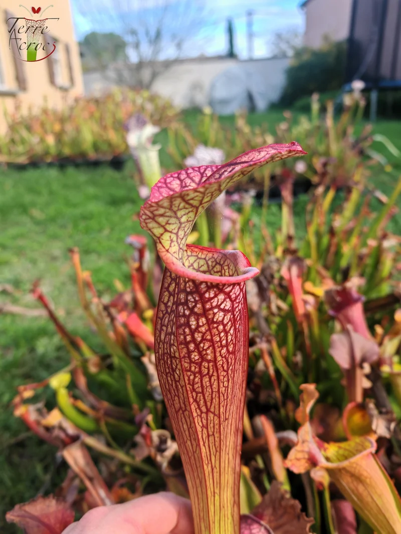LBOB03 Sarracenia hybride unique