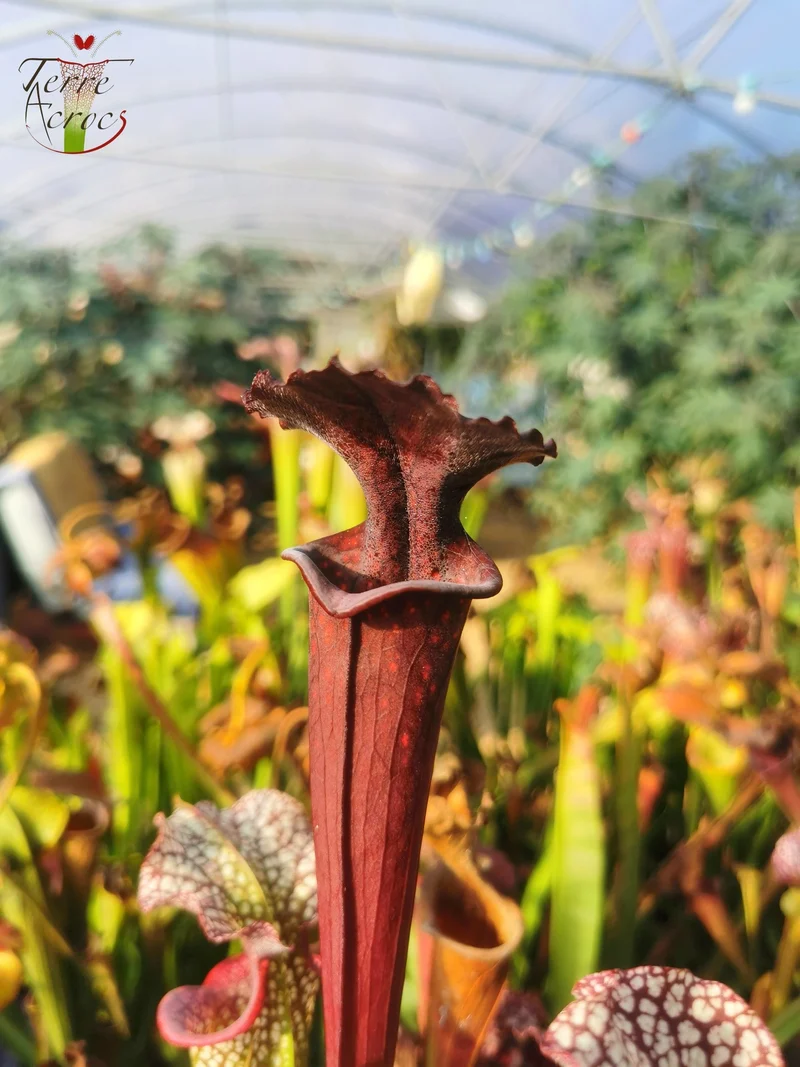 Graines Sarracenia 2025 (S. x inconnu x OP)
