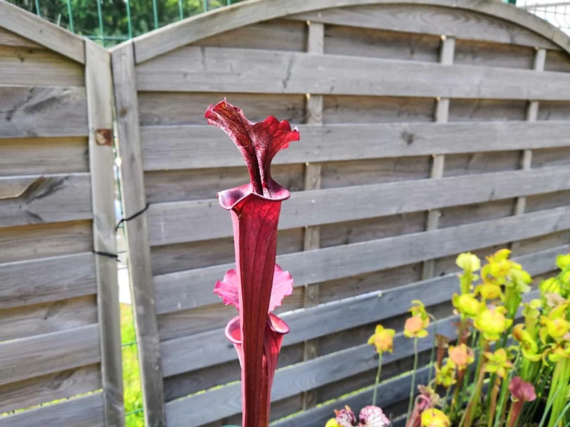 Graines Sarracenia 2025 (S. x inconnu x OP)