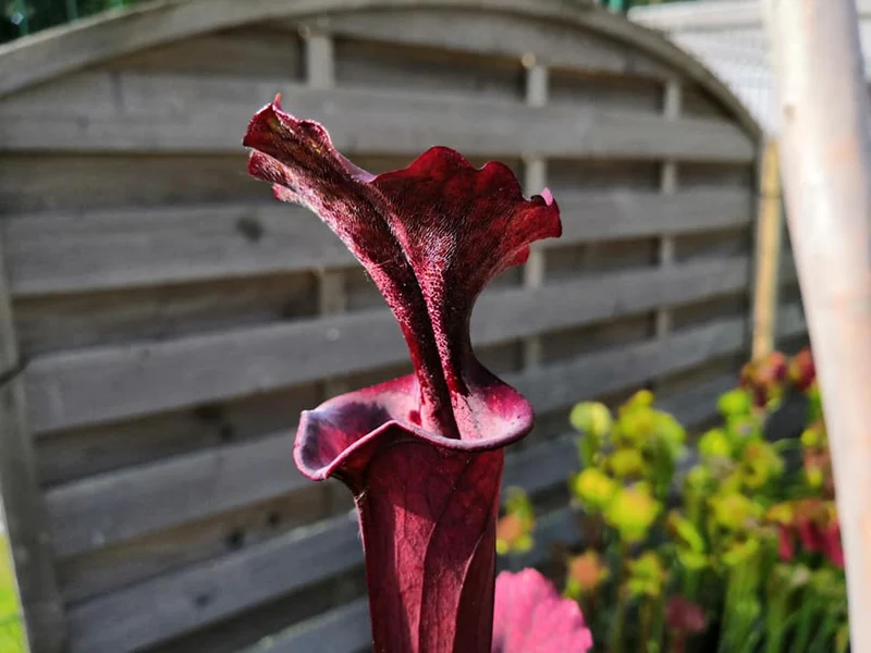 Graines Sarracenia 2025 (S. x inconnu x OP)