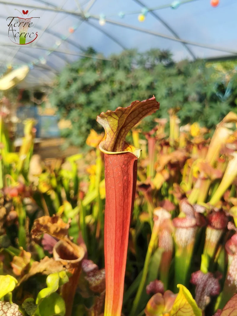 Graines Sarracenia 2025 (S. x inconnu x OP)