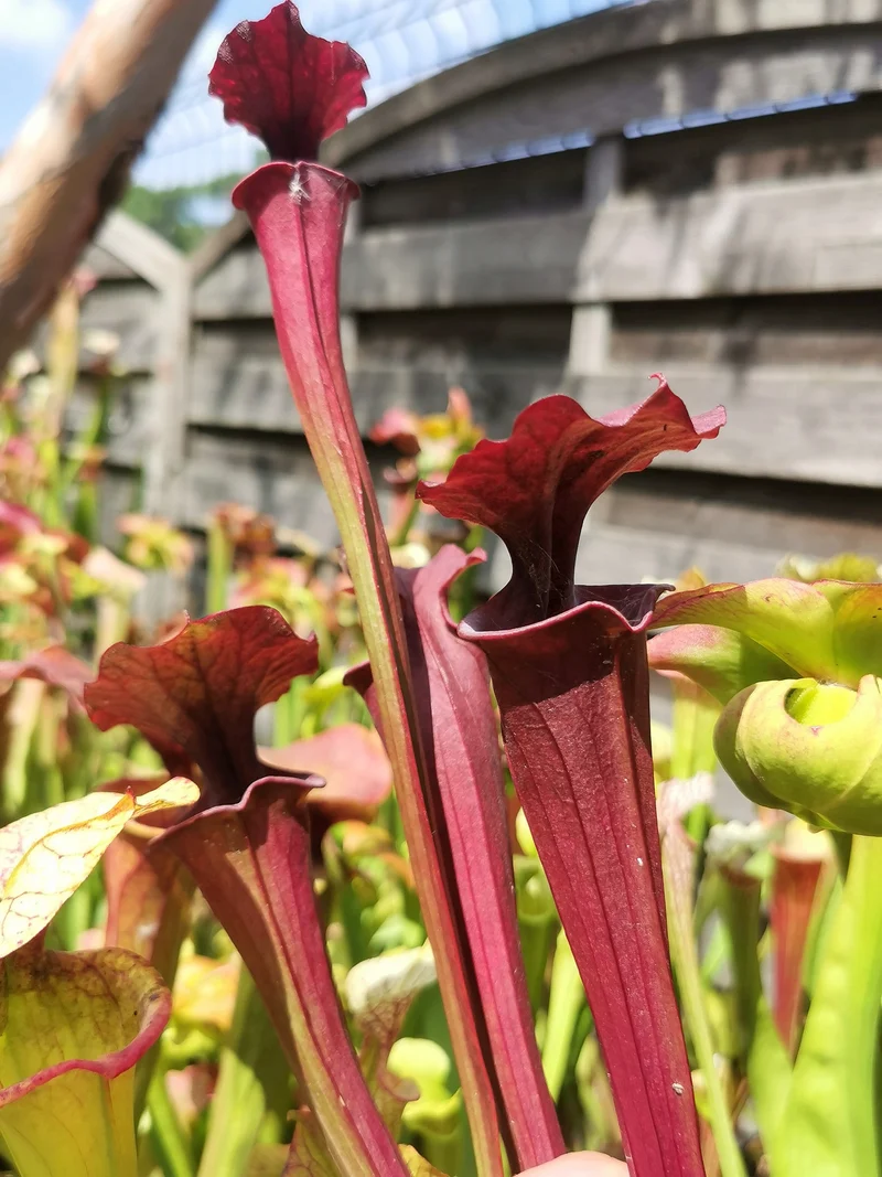 Graines Sarracenia 2025 (S. x inconnu x OP)