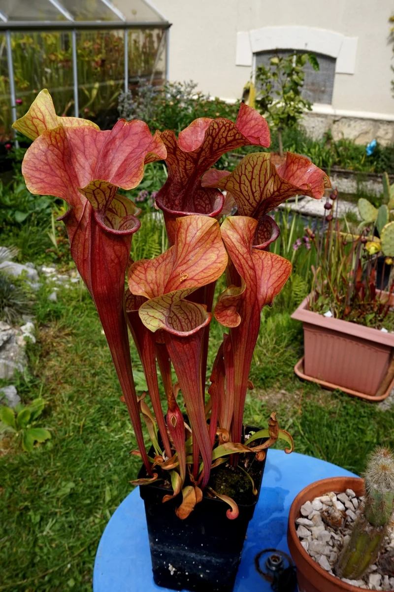 Graines Sarracenia 2025 (SX13 x OP)