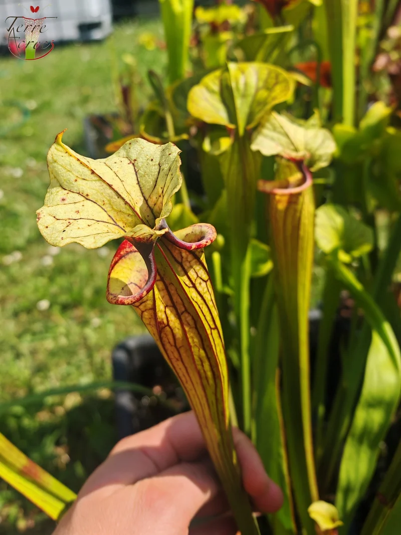 SXM38 Sarracenia x moorei -- ('Saurus' x 'Saurus')